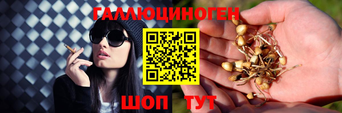 Псилоцибиновые грибы Psilocybine cubensis Ейск